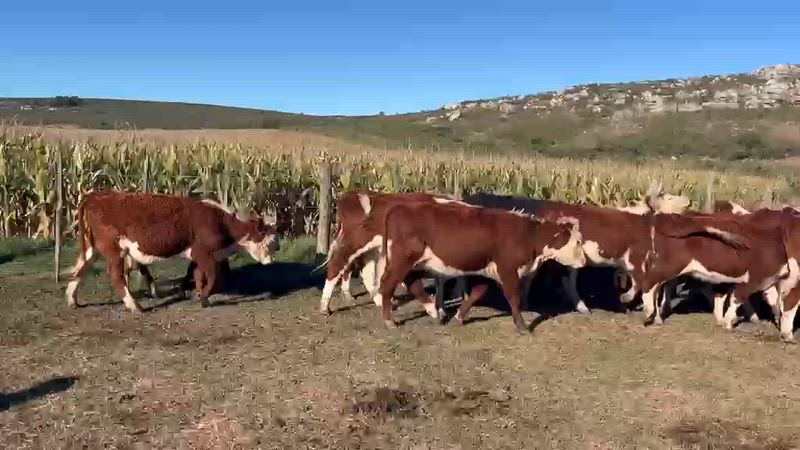 80 Terneras