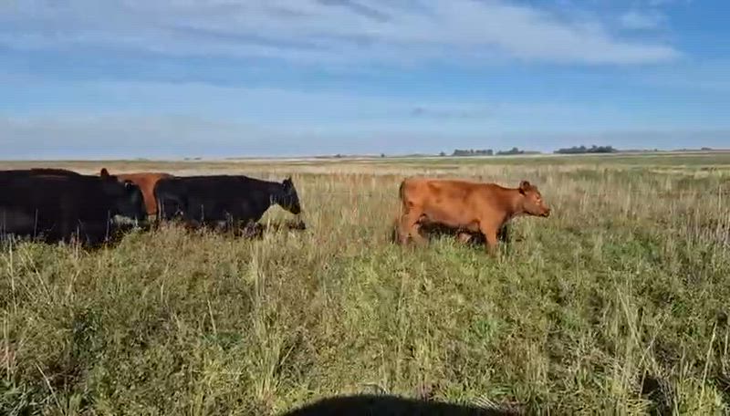 30 Vacas preñadas