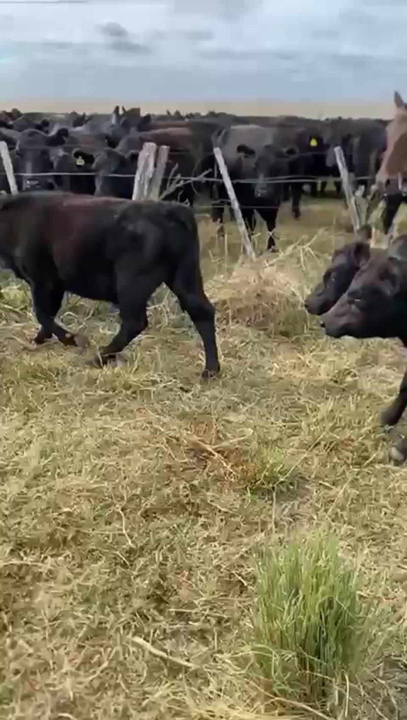 70 Terneros y Terneras