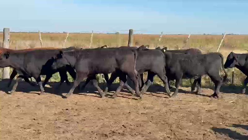 60 Vaquillonas