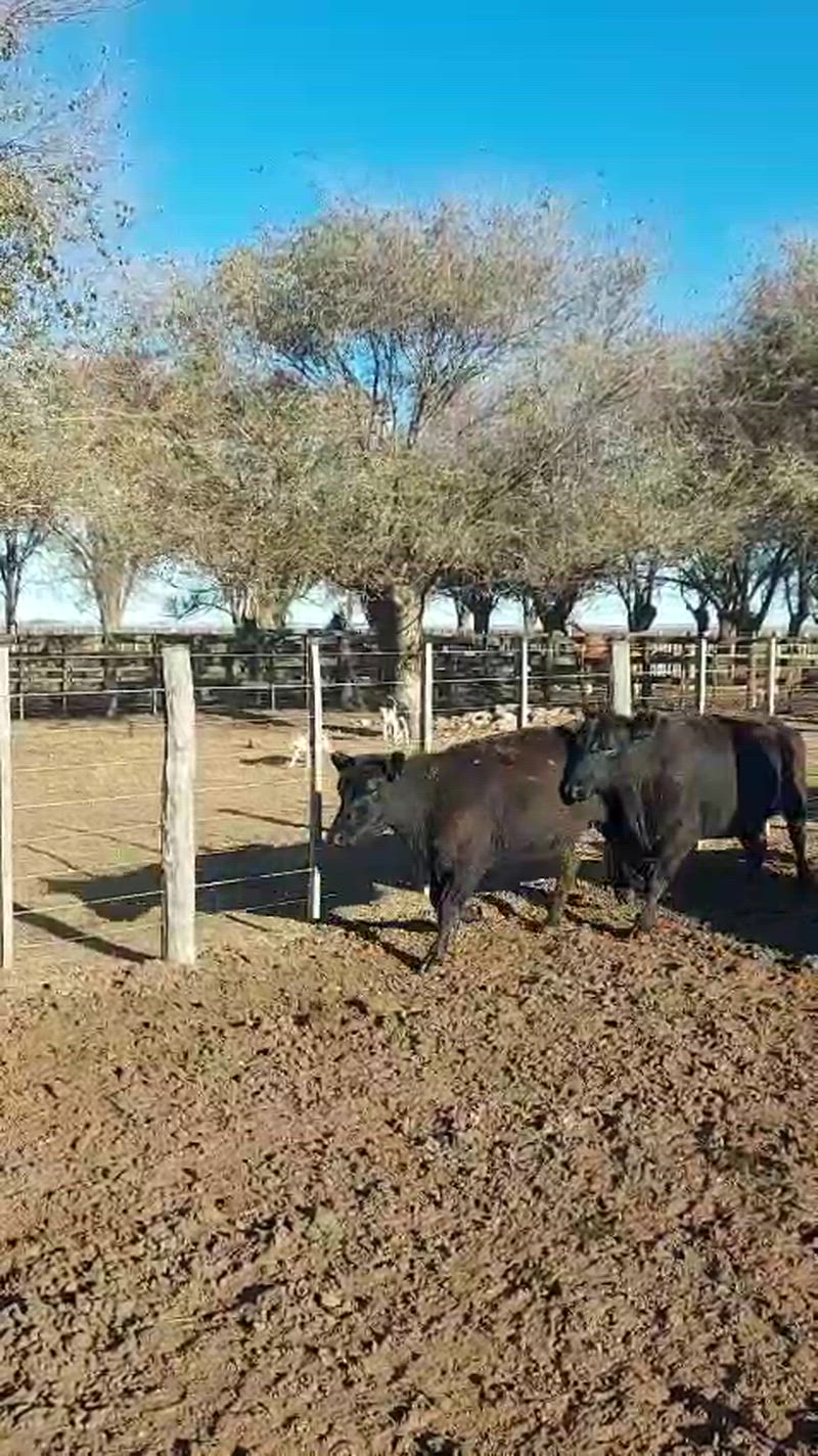 55 Vacas de invernada