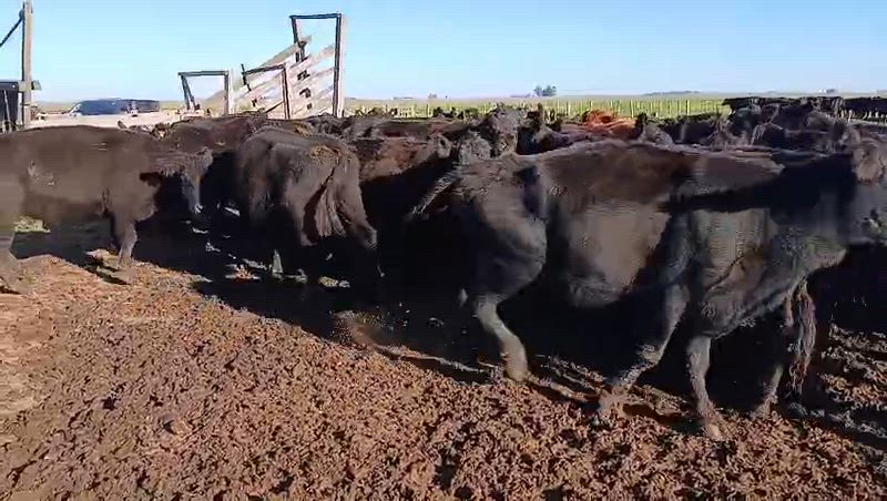 40 Vacas preñadas