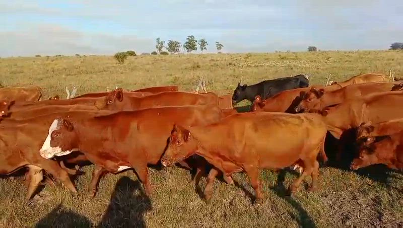 105 Vacas de invernada