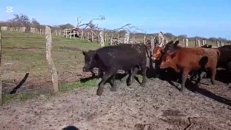 100 Terneros y Terneras