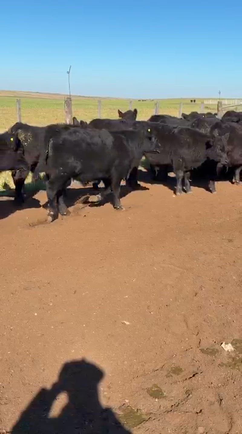 60 Terneros