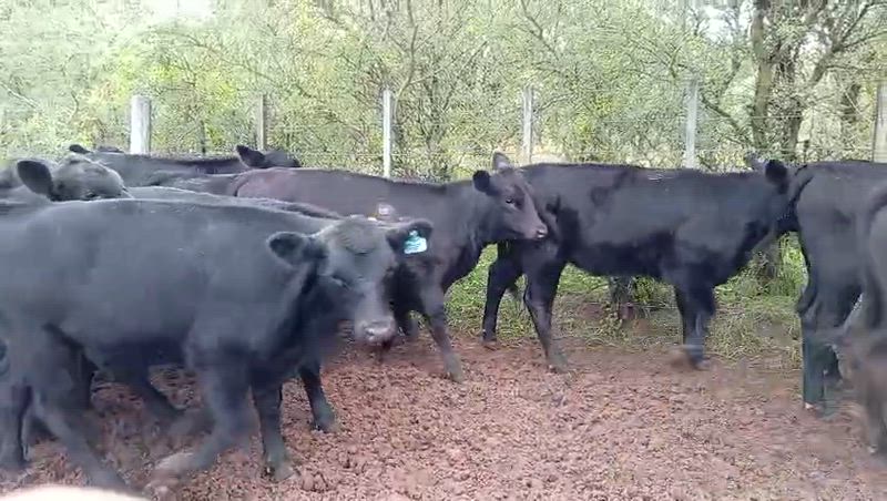 55 Terneros y Terneras