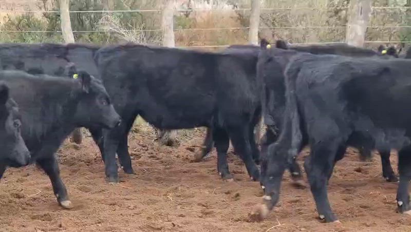 65 Terneros