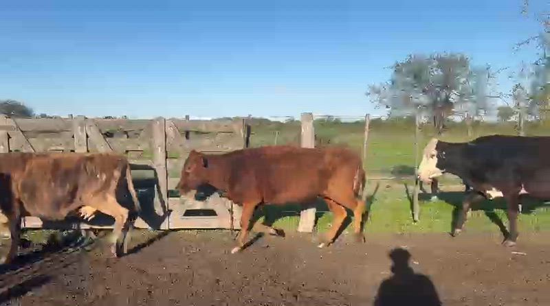 60 Vacas de invernada