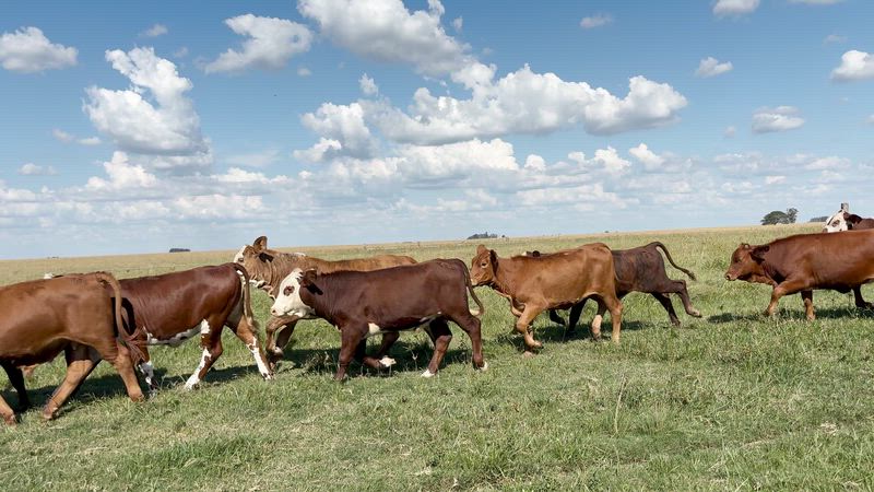 70 Terneros y Terneras