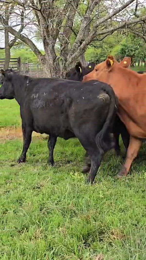 35 Vacas preñadas