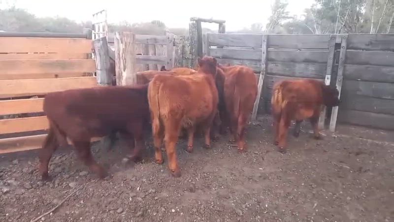 70 Terneros y Terneras