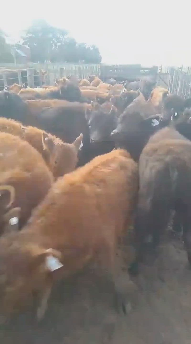 60 Terneros y Terneras