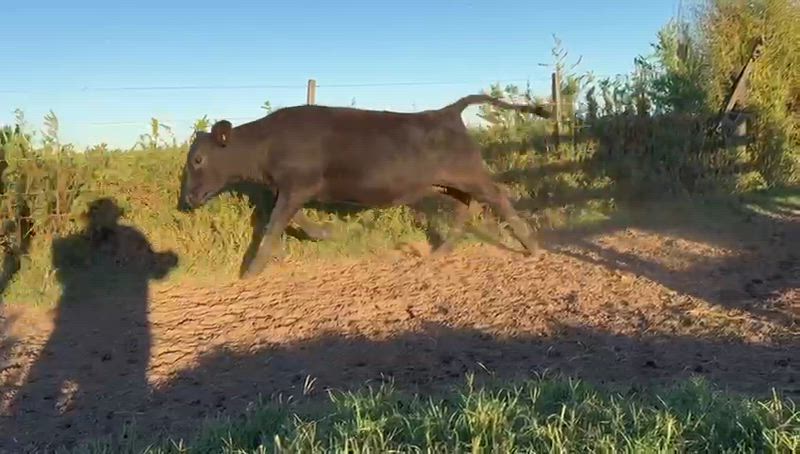 75 Terneros y Terneras