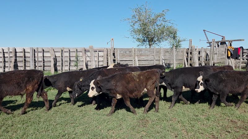 80 Terneros y Terneras