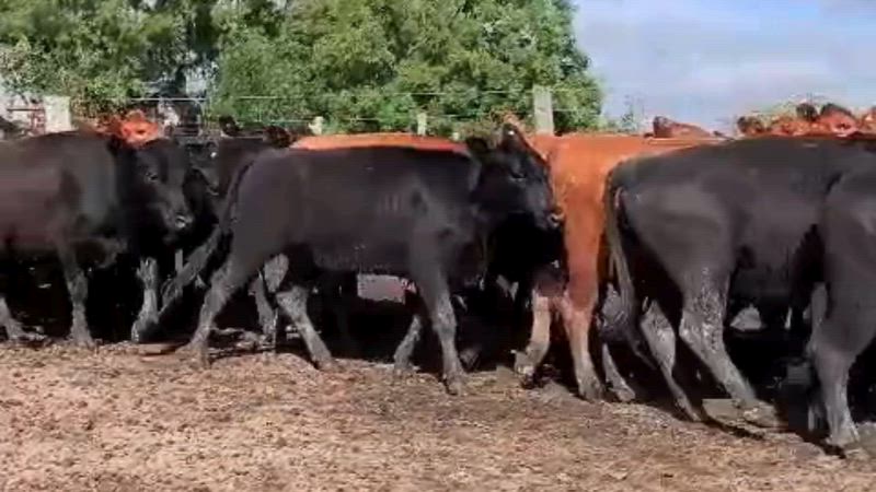 110 Vaquillonas Preñadas