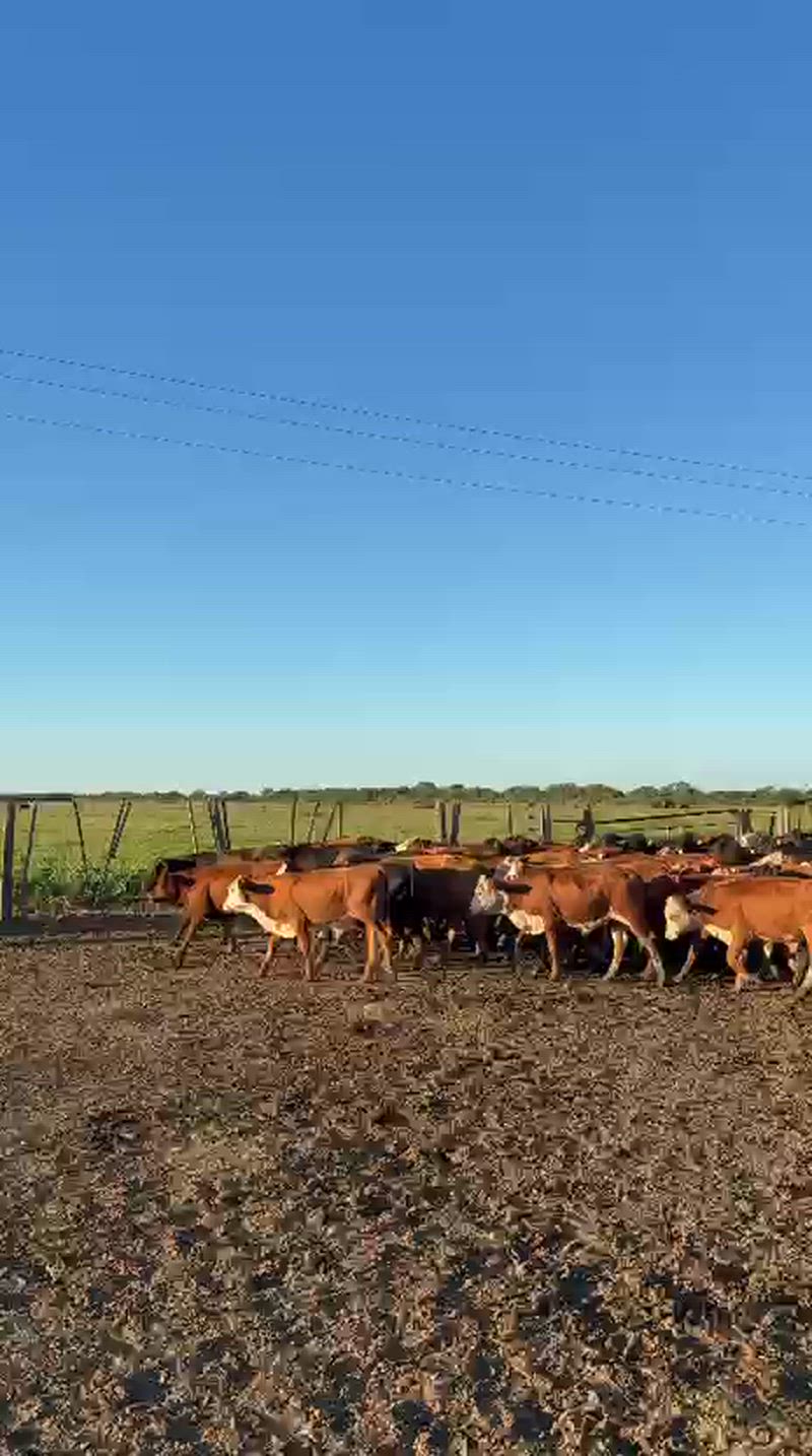 105 Terneros y Terneras