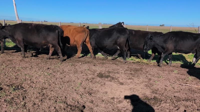 15 Vacas CUT Preñadas