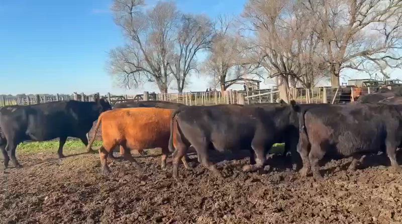 35 Vacas CUT Preñadas