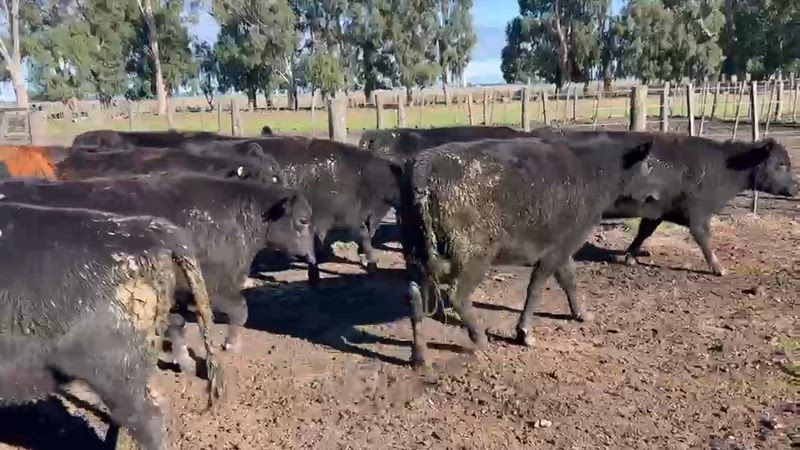 105 Vaquillonas Preñadas