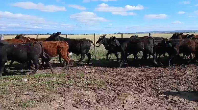 80 Terneros y Terneras
