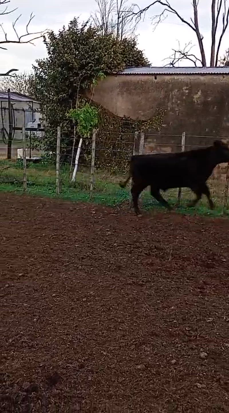 60 Terneros y Terneras