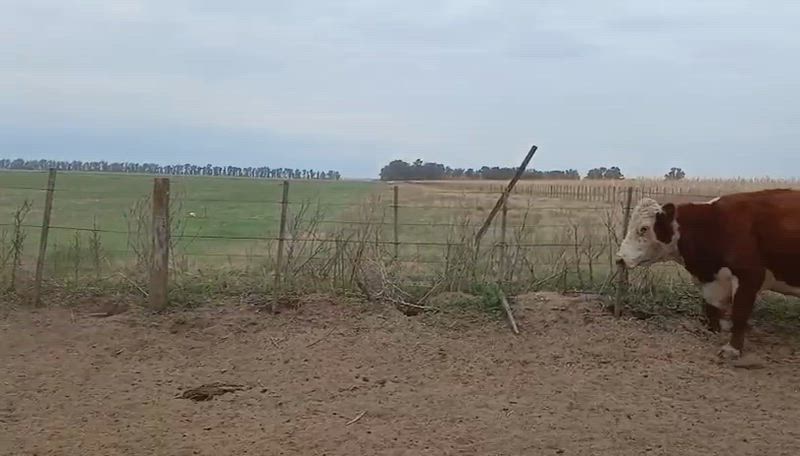 35 Vacas CUT Preñadas