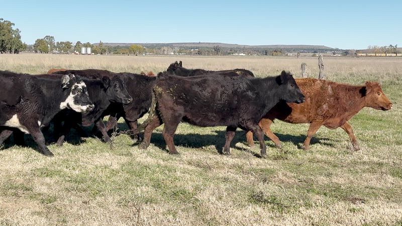 25 Vacas CUT Preñadas