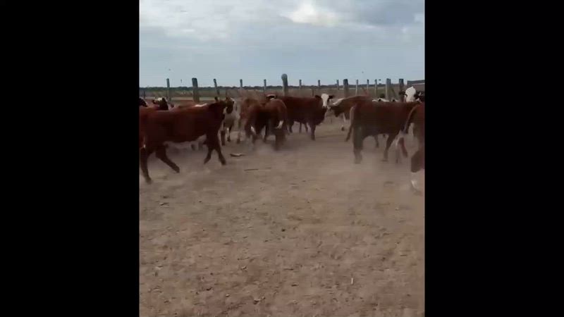 100 Terneros y Terneras