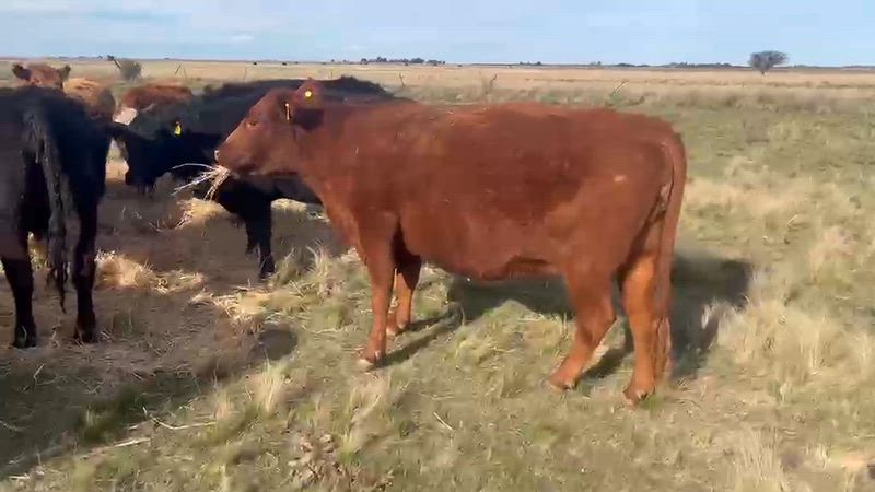 55 Vacas con cría