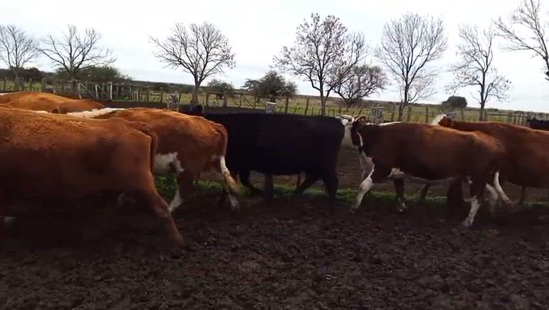 40 Vacas CUT Preñadas