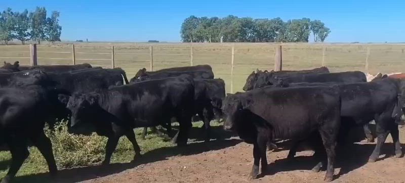 100 Terneros y Terneras