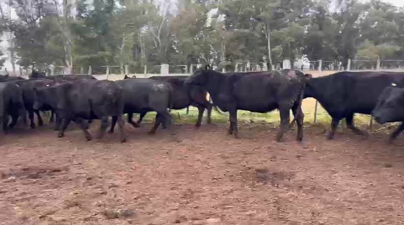 75 Vacas CUT Preñadas