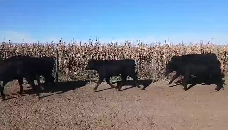 70 Terneros y Terneras