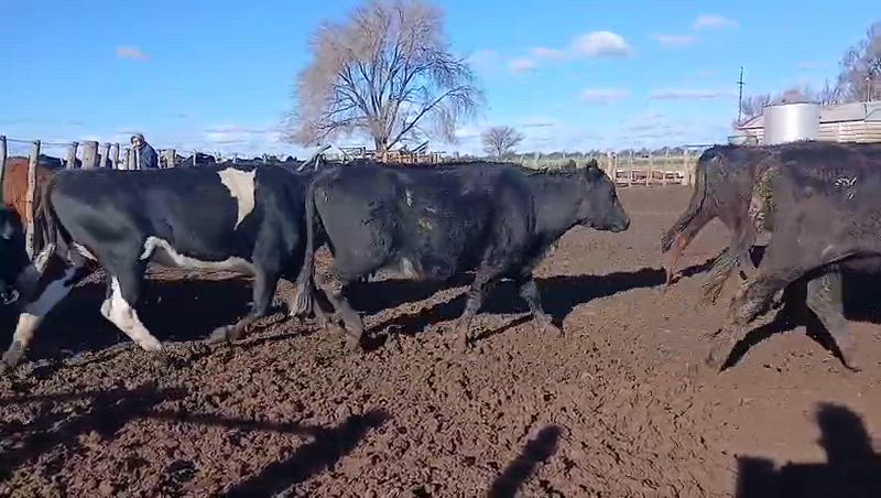 100 Vacas CUT Preñadas