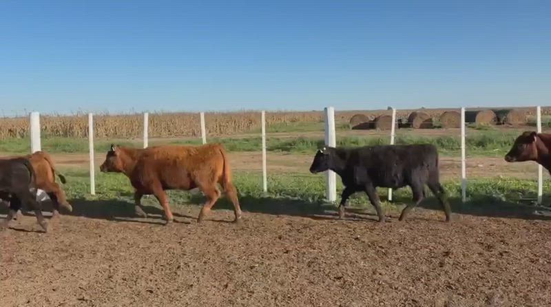 80 Terneros y Terneras