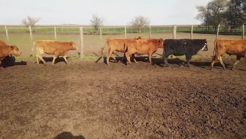 65 Terneros
