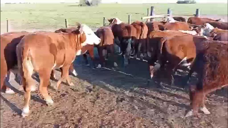 55 Terneros y Terneras