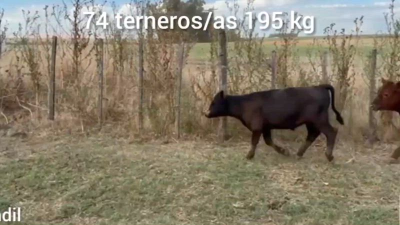 75 Terneros y Terneras