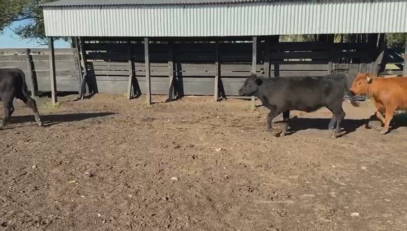 70 Terneros y Terneras