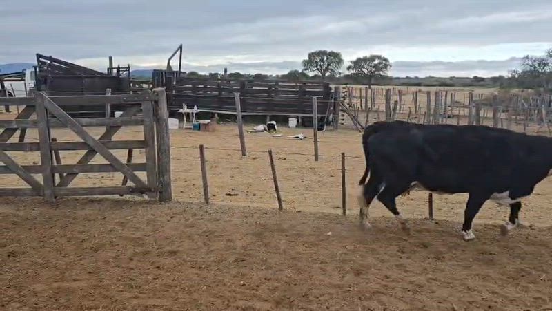 45 Vacas de invernada