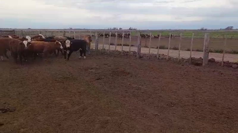 70 Terneros