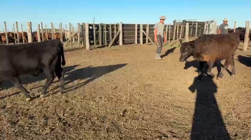 125 Terneros y Terneras