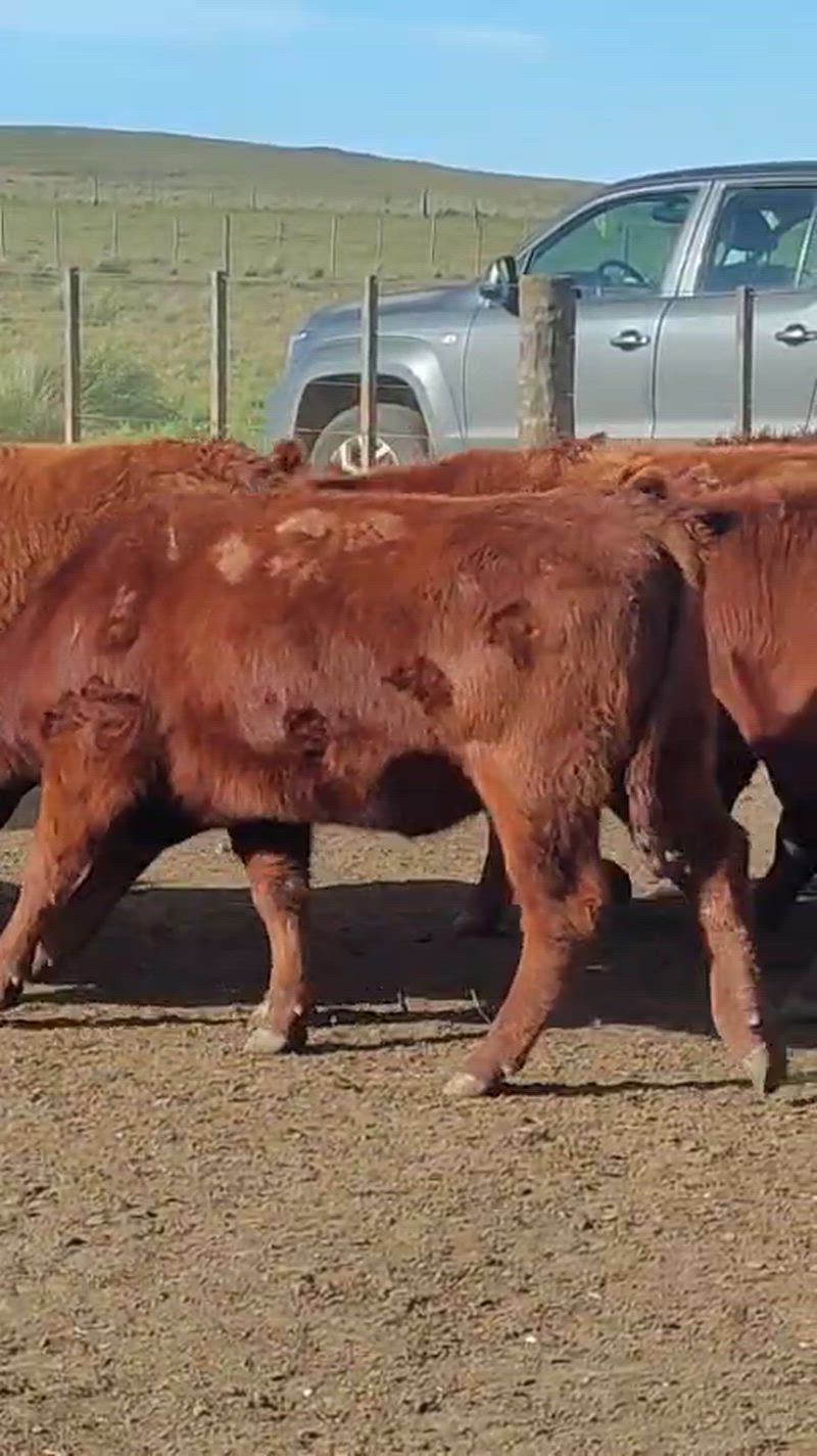 130 Vaquillonas para madre