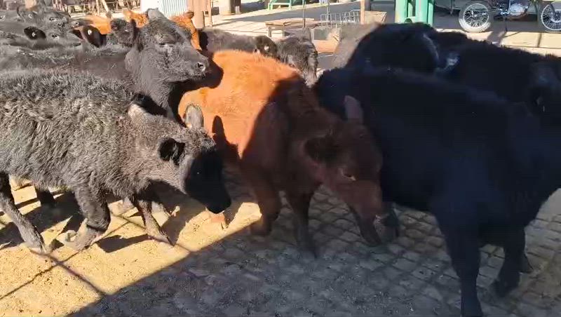 275 Terneros y Terneras