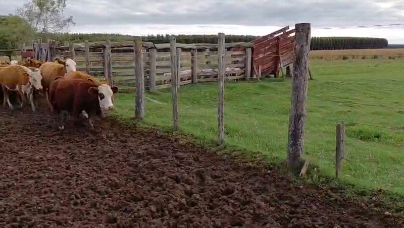 85 Terneros y Terneras