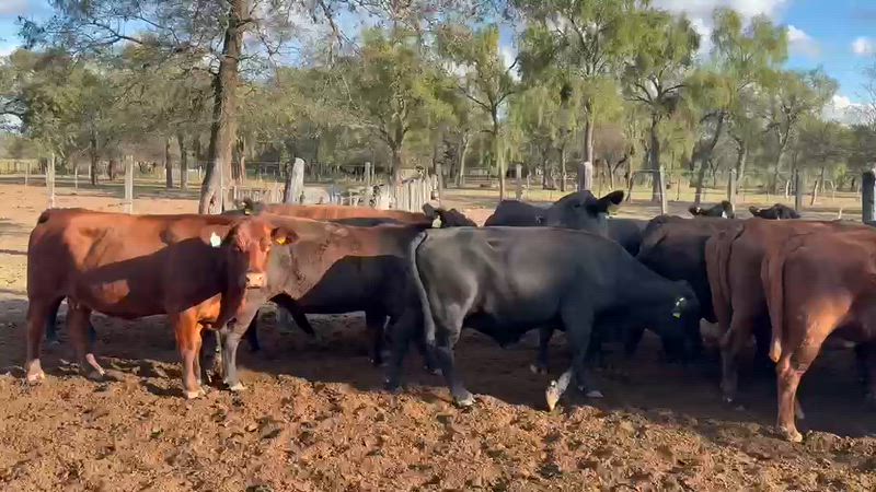 32 Vacas de invernada