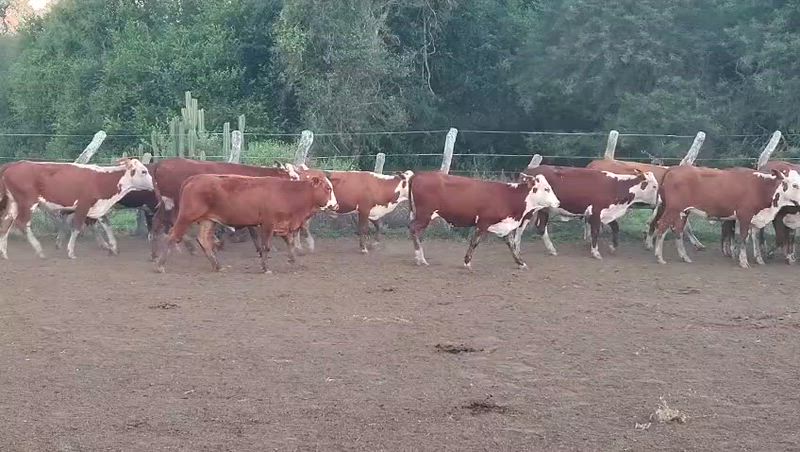 130 Terneras