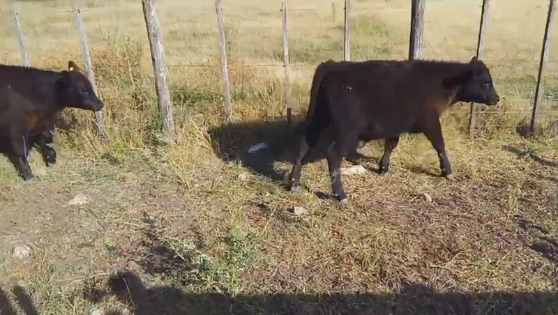 65 Terneros y Terneras