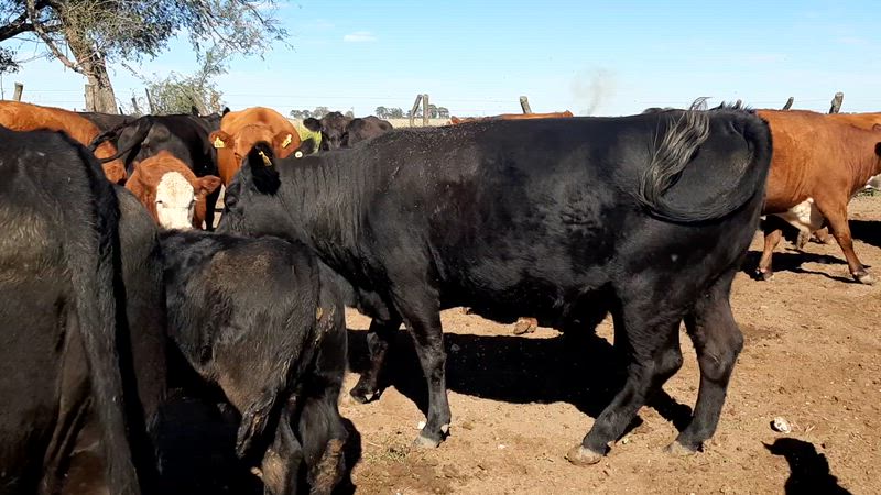 65 Vacas preñadas