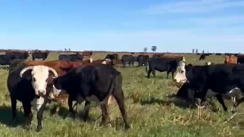 100 Vacas CUT Preñadas